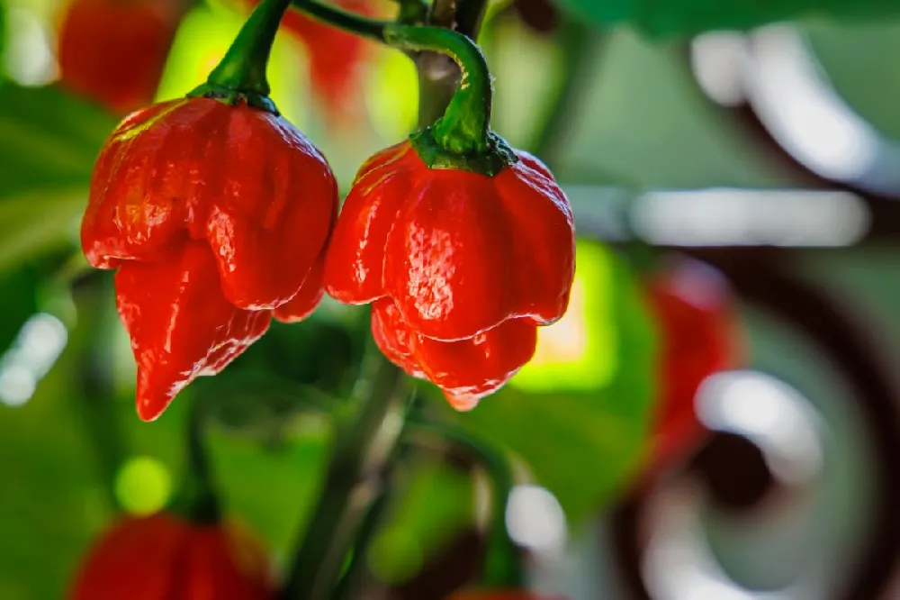 Carolina Reaper Pepper Plant - USDA Organic