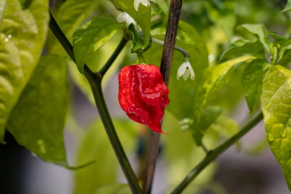 Carolina Reaper Pepper Plant - USDA Organic