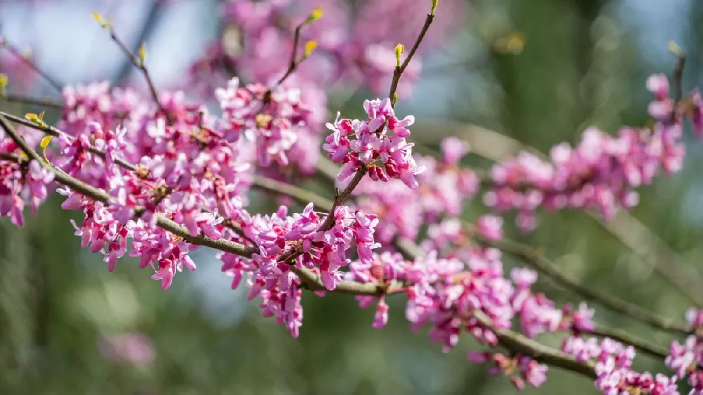 Carolina Sweetheart Redbud