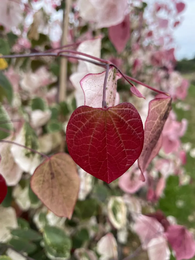 Carolina Sweetheart® Redbud