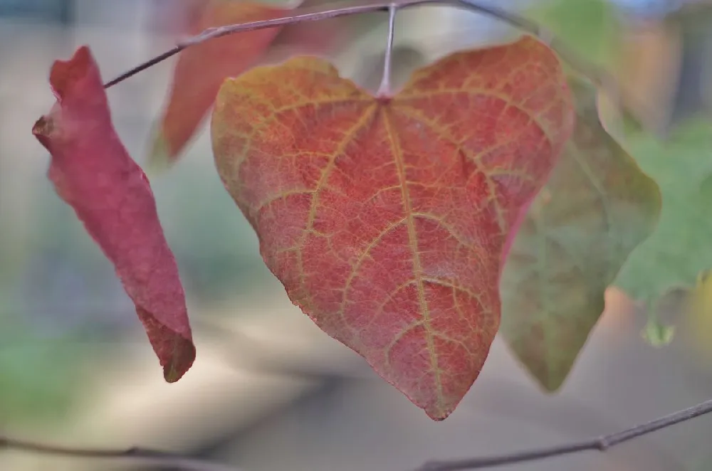 Carolina Sweetheart® Redbud