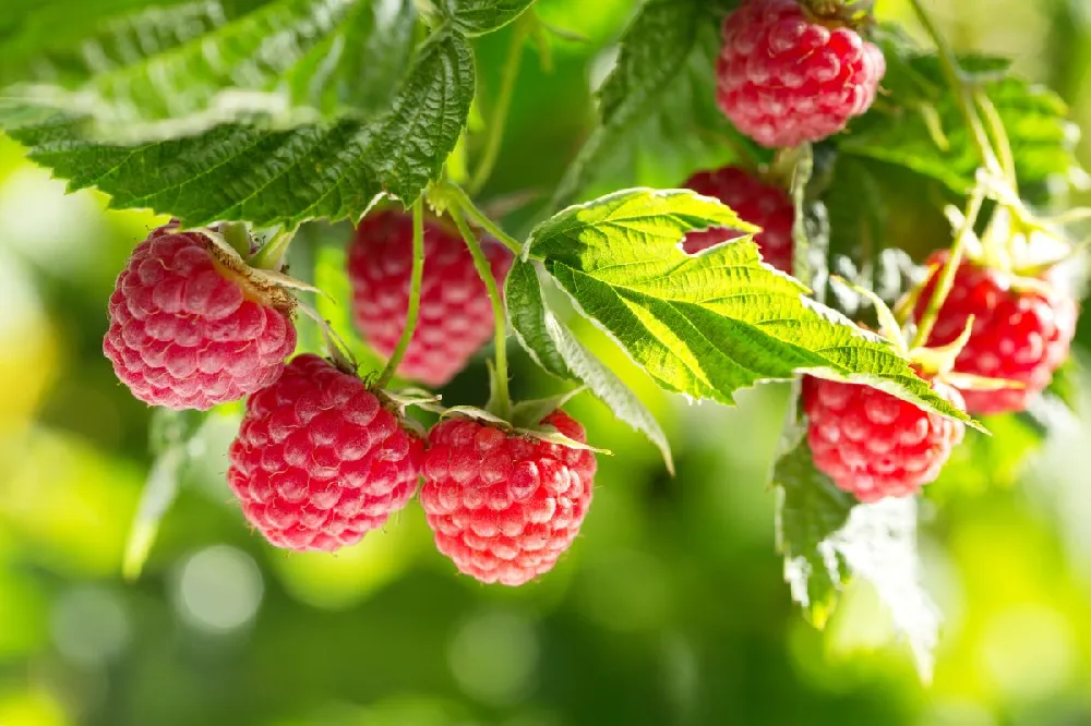 Caroline Raspberry - USDA Organic