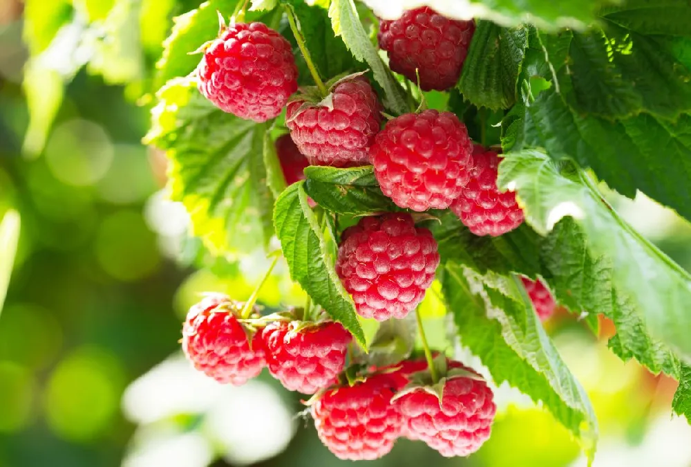 Caroline Raspberry - USDA Organic