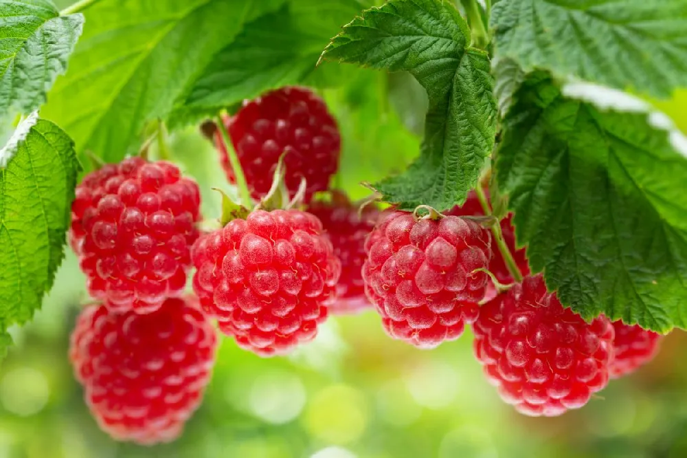 Caroline Raspberry Bush