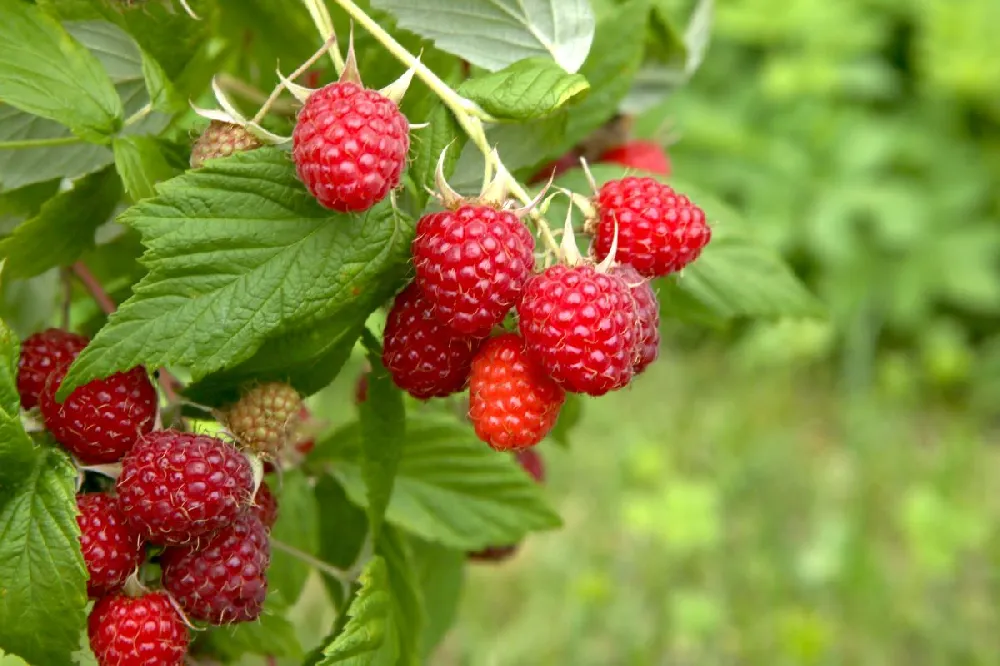 Caroline Raspberry Bush