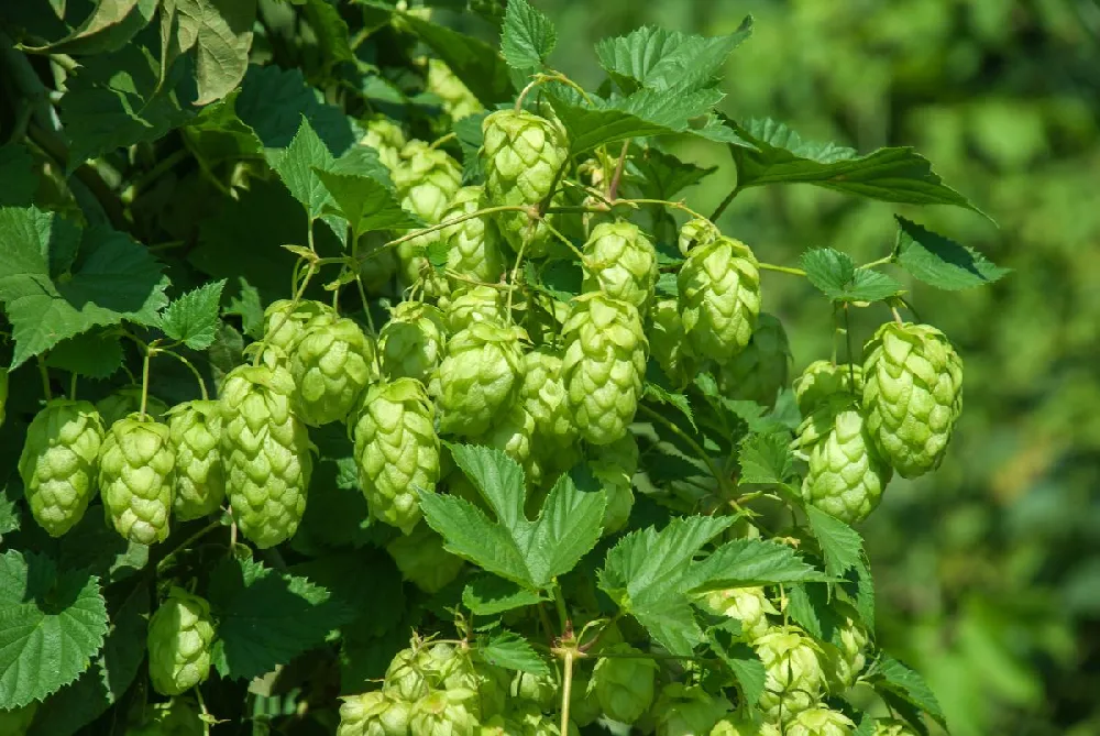 Cascade Hops Plant