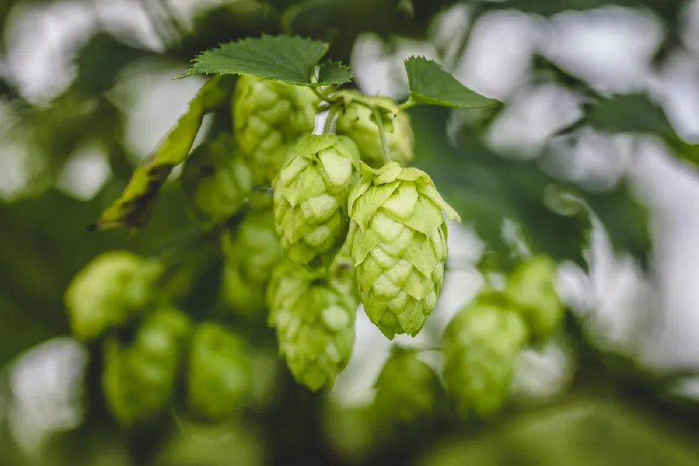 Cascade Hops Plant