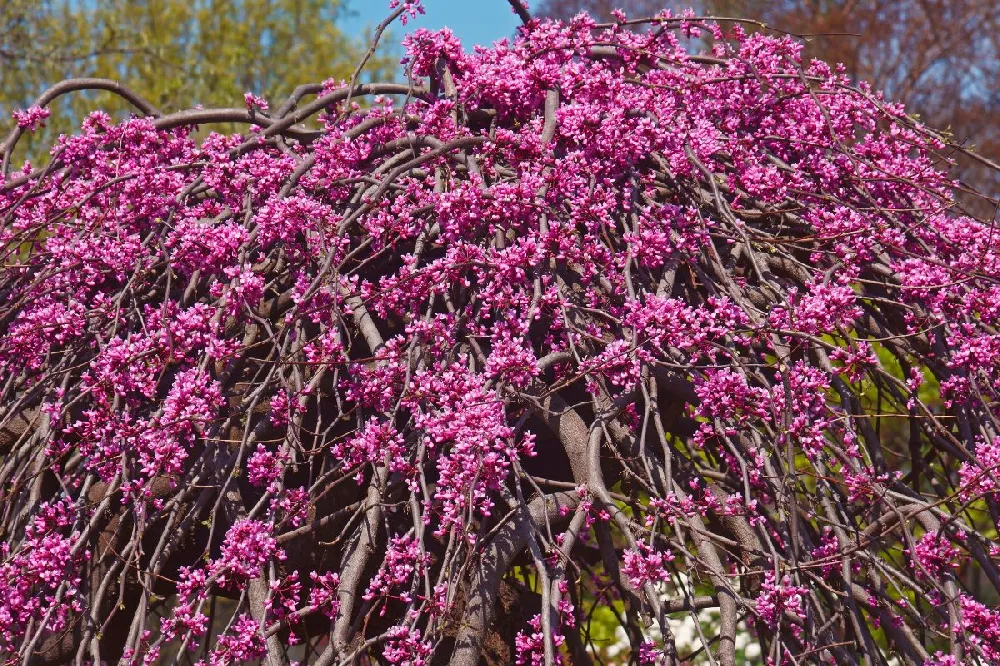 Cascading Hearts Redbud Tree