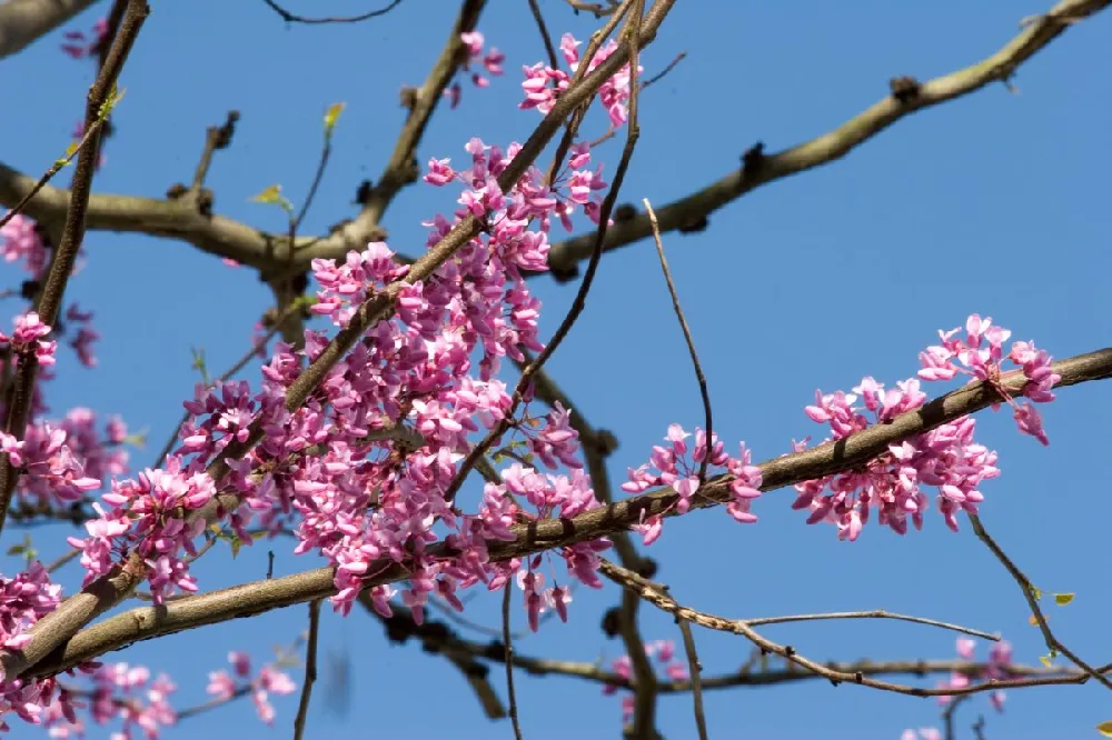 Cascading Hearts Redbud Tree