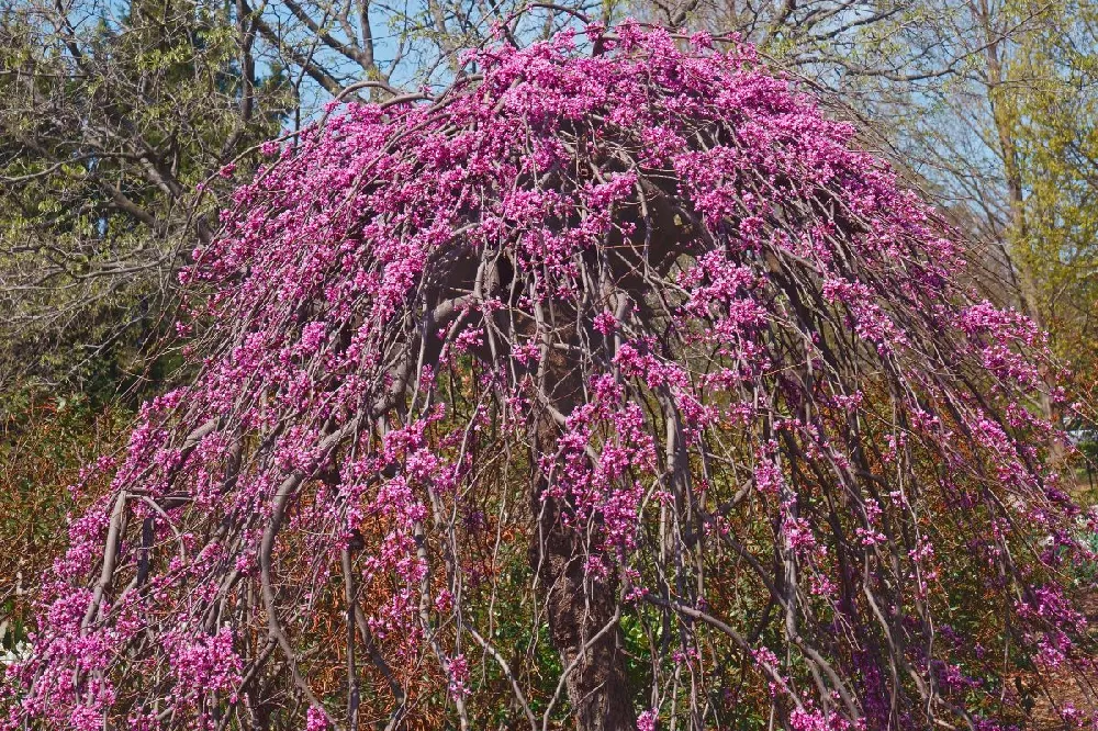 Cascading Hearts Redbud Tree