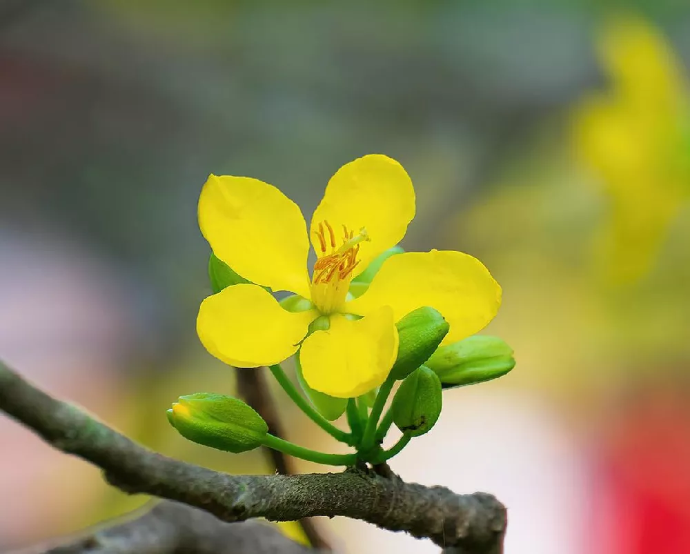 Cassia flower colose-up