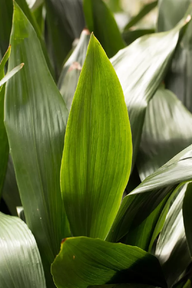 Cast Iron Plant up-close