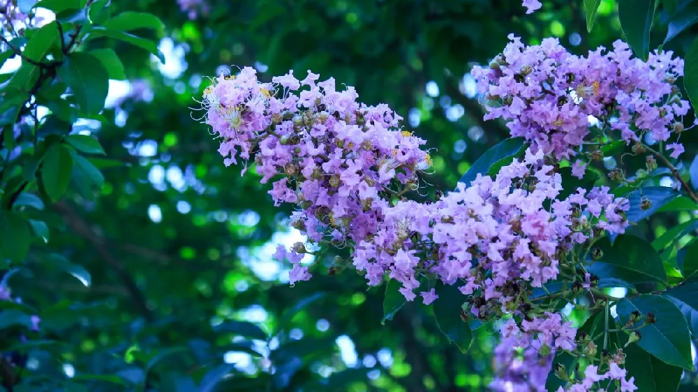 Catawba Crape Myrtle Tree