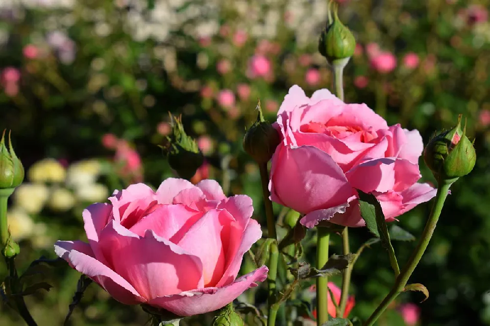 Cathedral Bells Rose