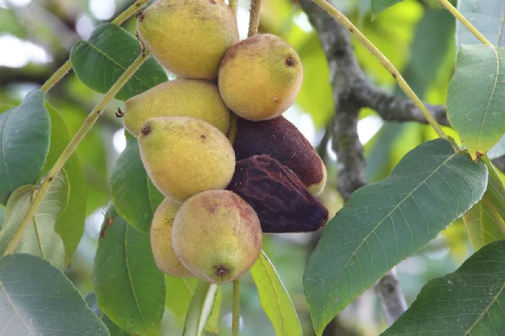 Celeste Fig Tree