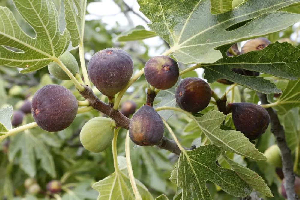 Celeste Fig Tree