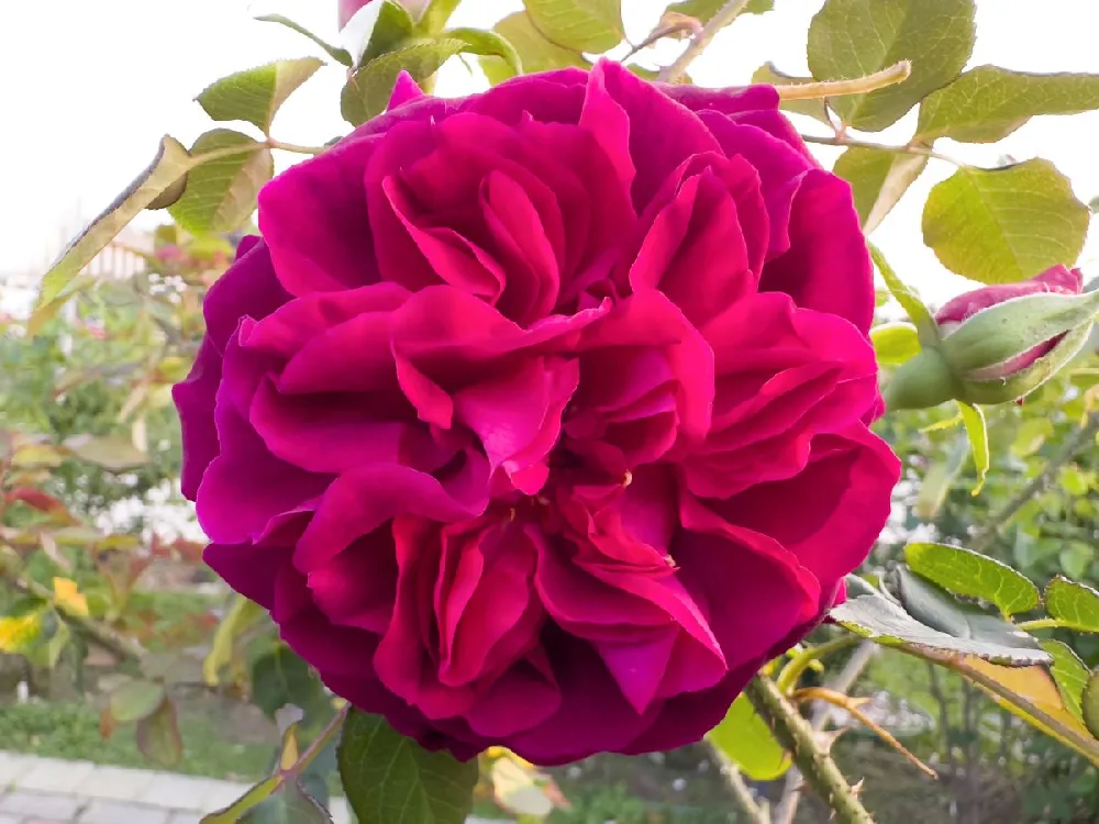 Celestial Night™ Rose Tree