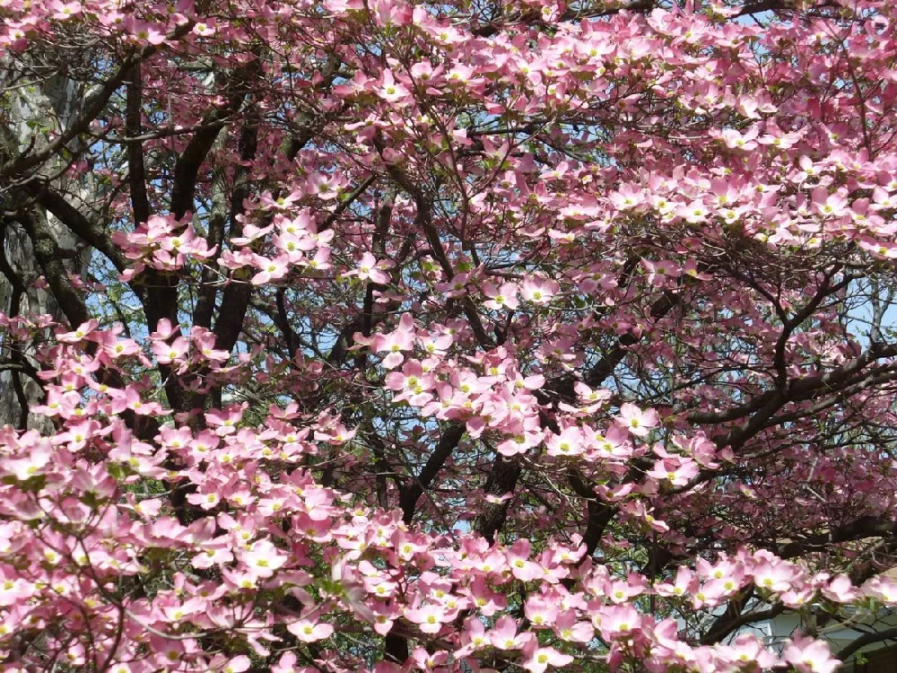 Celestial Shadow Dogwood Tree