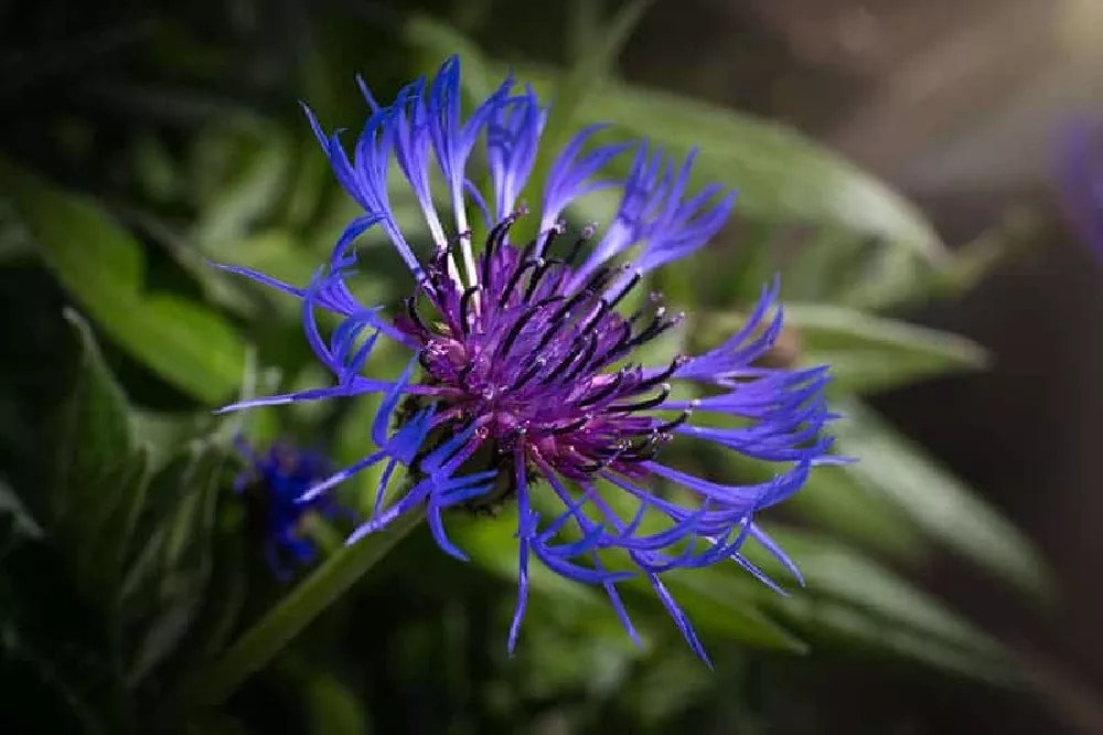 Bachelor Buttons flower