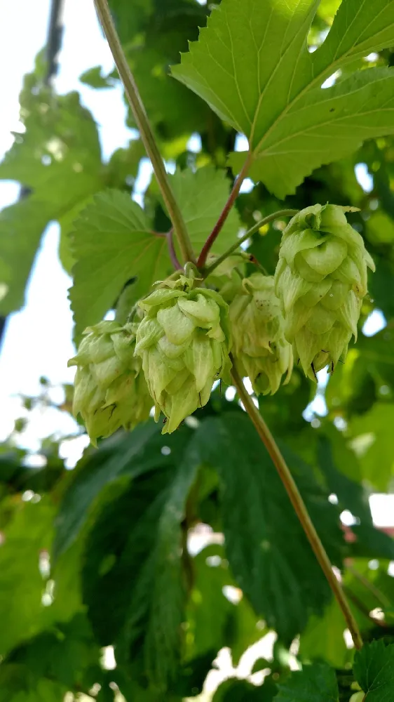 Centennial Hops Plant