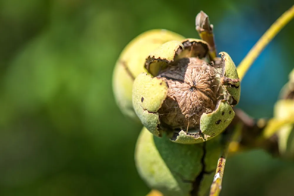 Chandler Walnut Tree