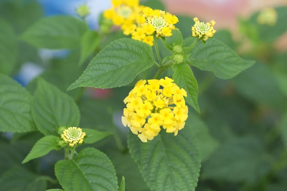 Chapel Hill Yellow Lantana