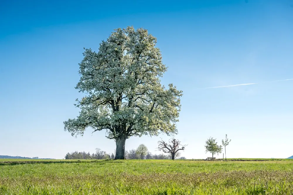 Chastity® Pear Tree