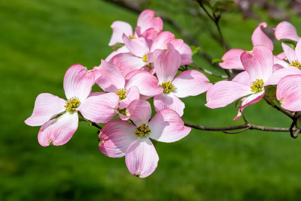 Cherokee Chief Dogwood