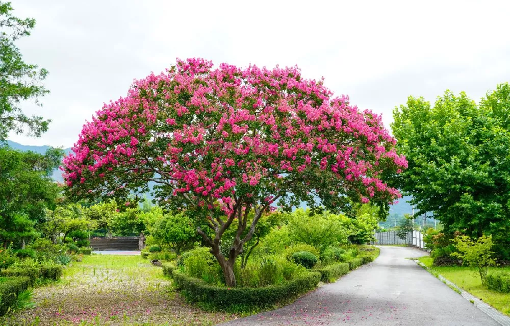 Cherokee Crape Myrtle