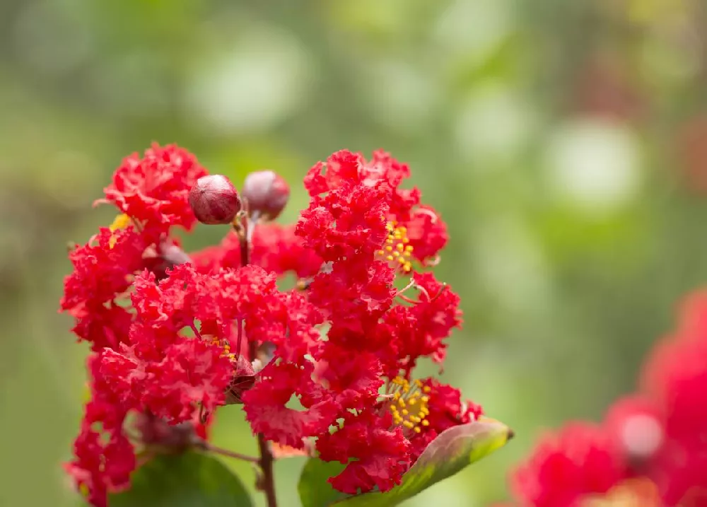 Cherokee Crape Myrtle