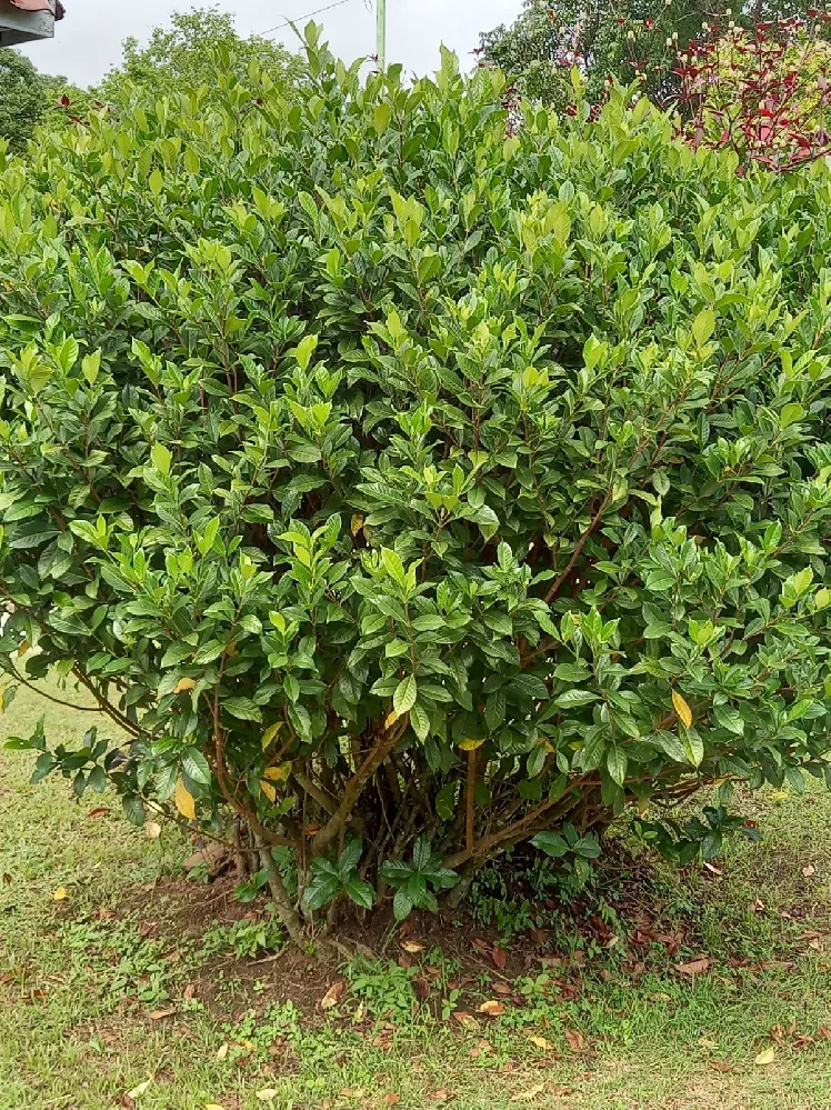 InstantHedge - Cherry (English) Laurel