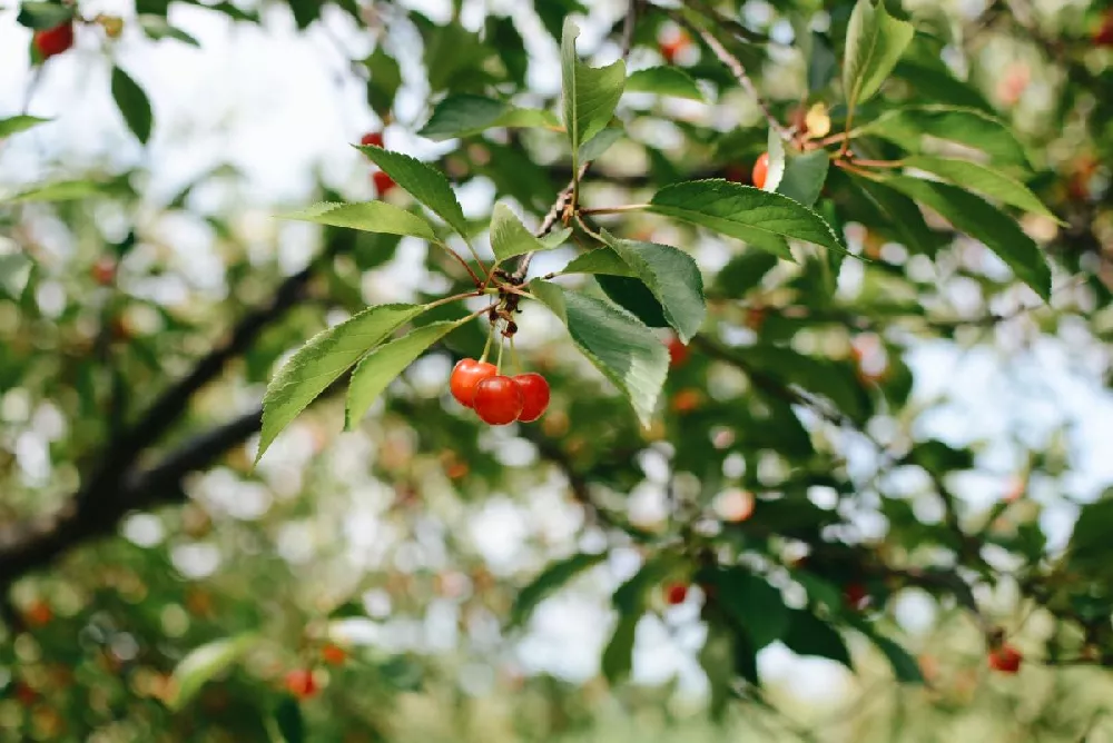 RainierCherryTree 2