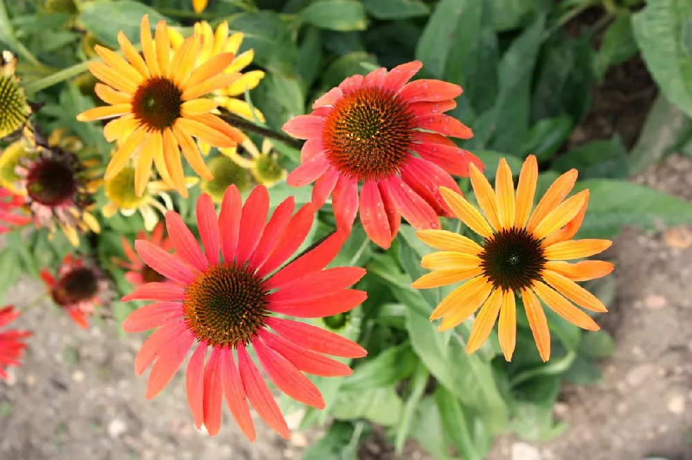 Cheyenne Spirit Echinacea (Coneflower) 