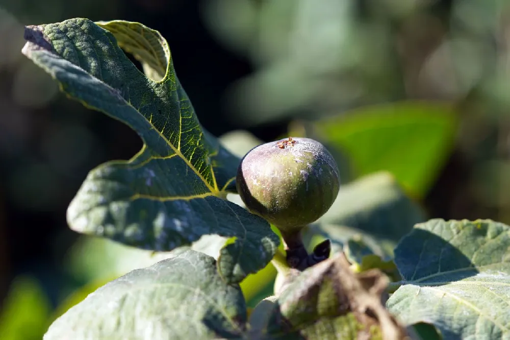 Chicago Hardy Fig Tree - USDA Organic