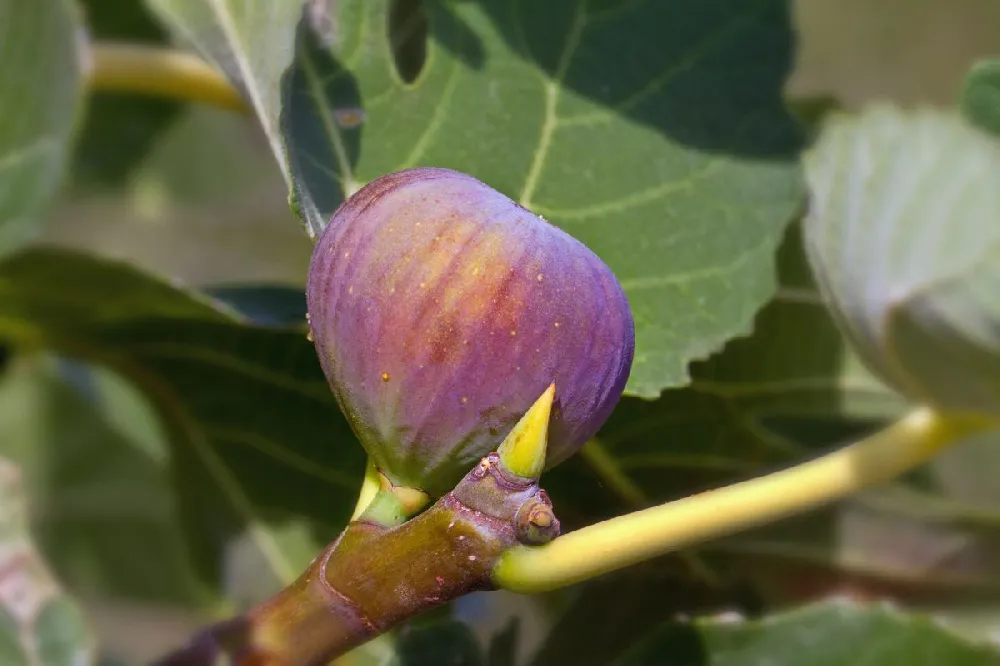 Chicago Hardy Fig Tree - USDA Organic