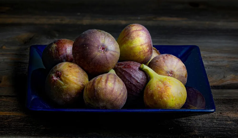 Chicago Hardy Fig Tree - USDA Organic