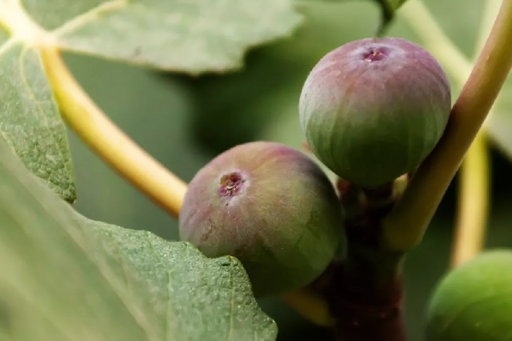 Chicago Hardy Fig Tree