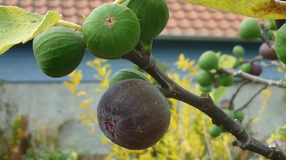 Chicago Hardy Fig Tree