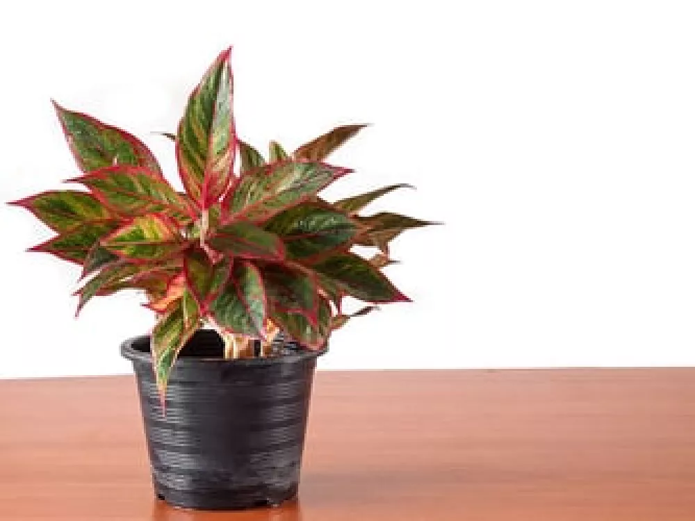 Green Chinese Evergreen Plant in a small pot