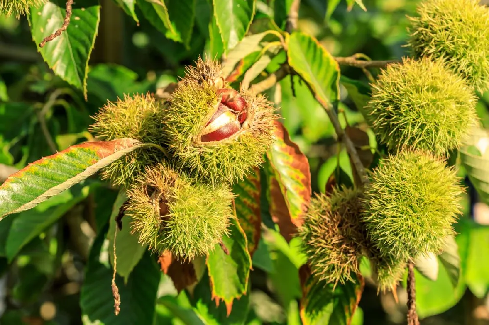 Chinese Chestnut Tree