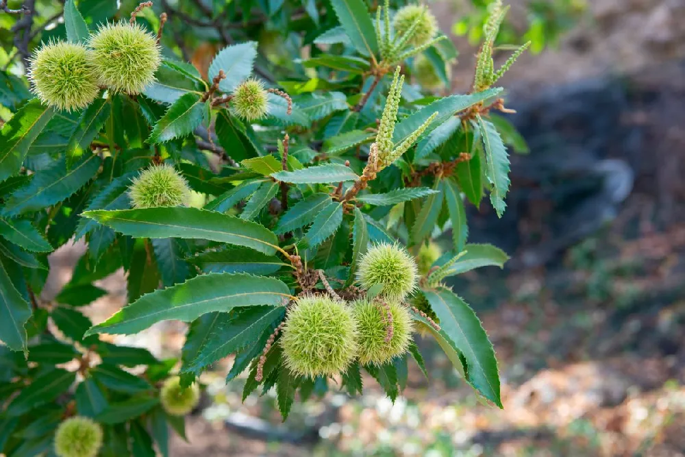 Chinese Chestnut Tree