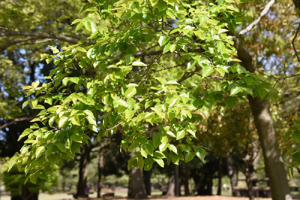 Chinese Hackberry Tree