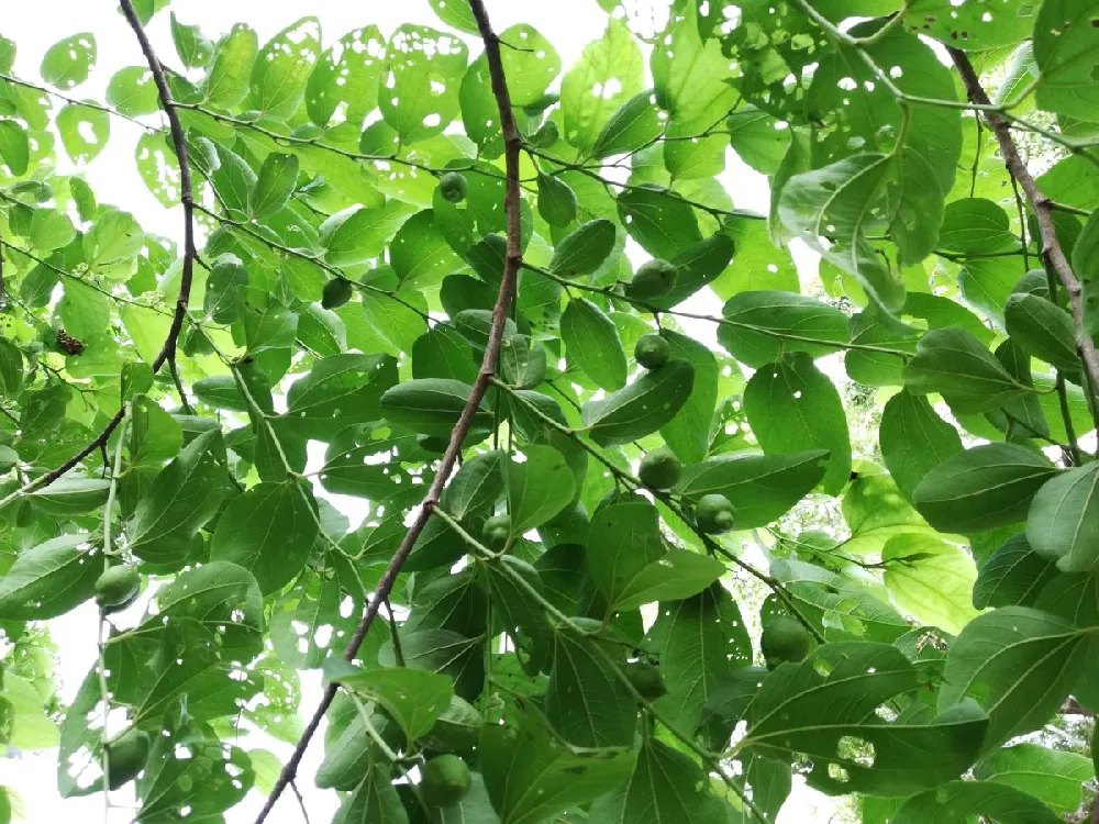 Chinese Hackberry Tree