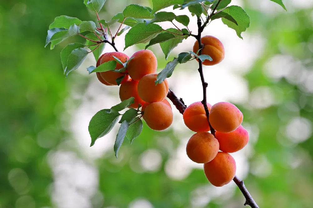 Chinese Mormon Apricot Tree