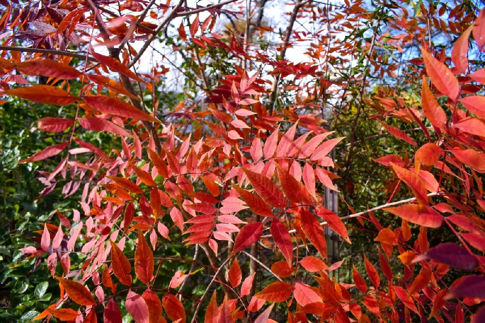 Chinese Pistache Tree