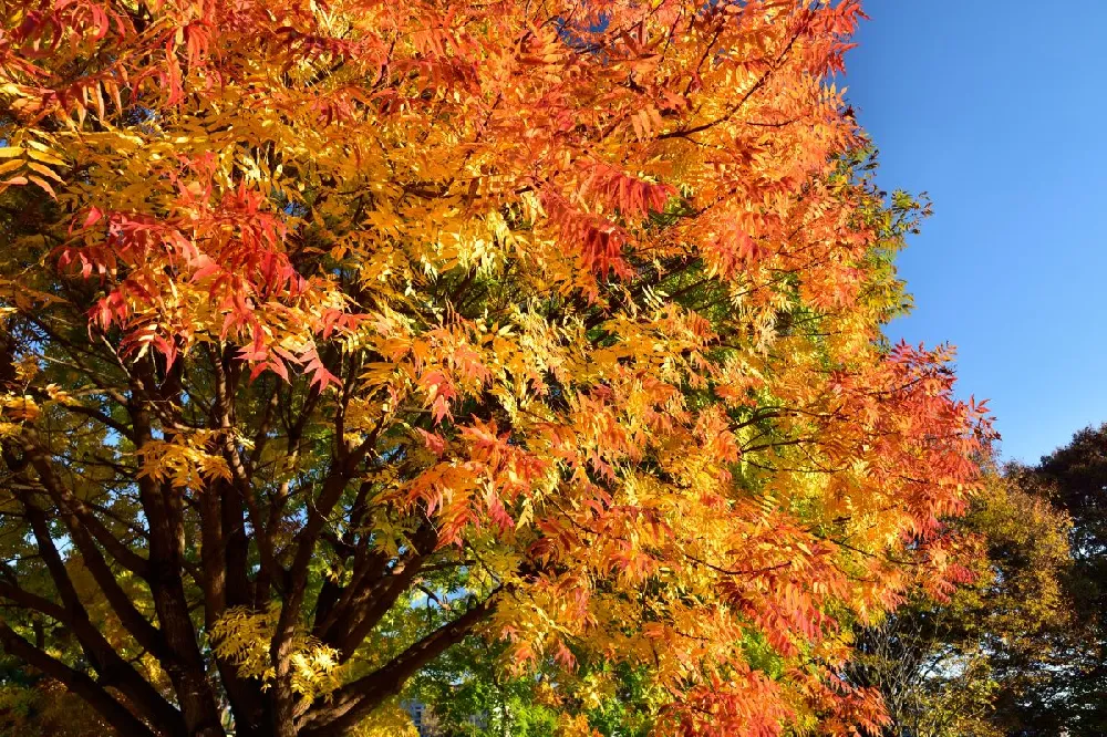 Chinese Pistache Tree