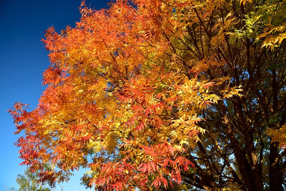 Chinese Pistache Tree