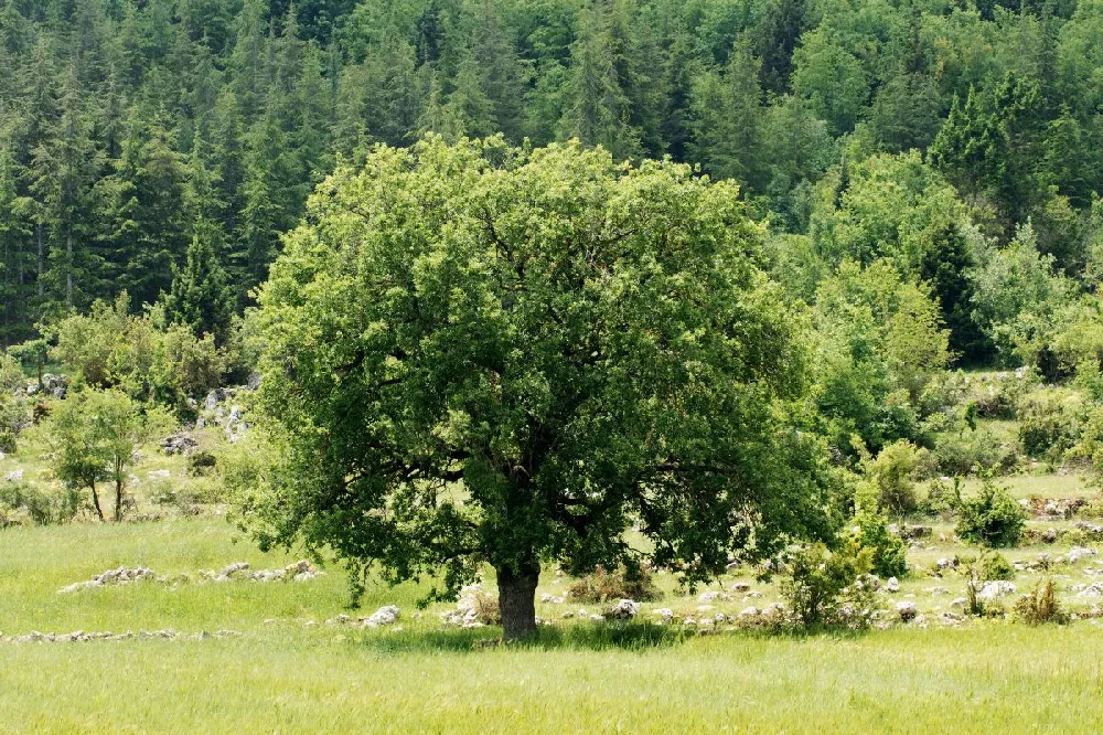 Chinese Pistache Tree