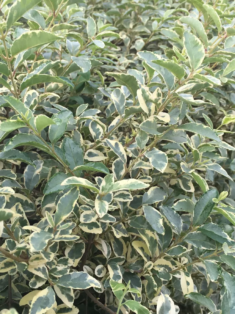 Chinese Privet Tree