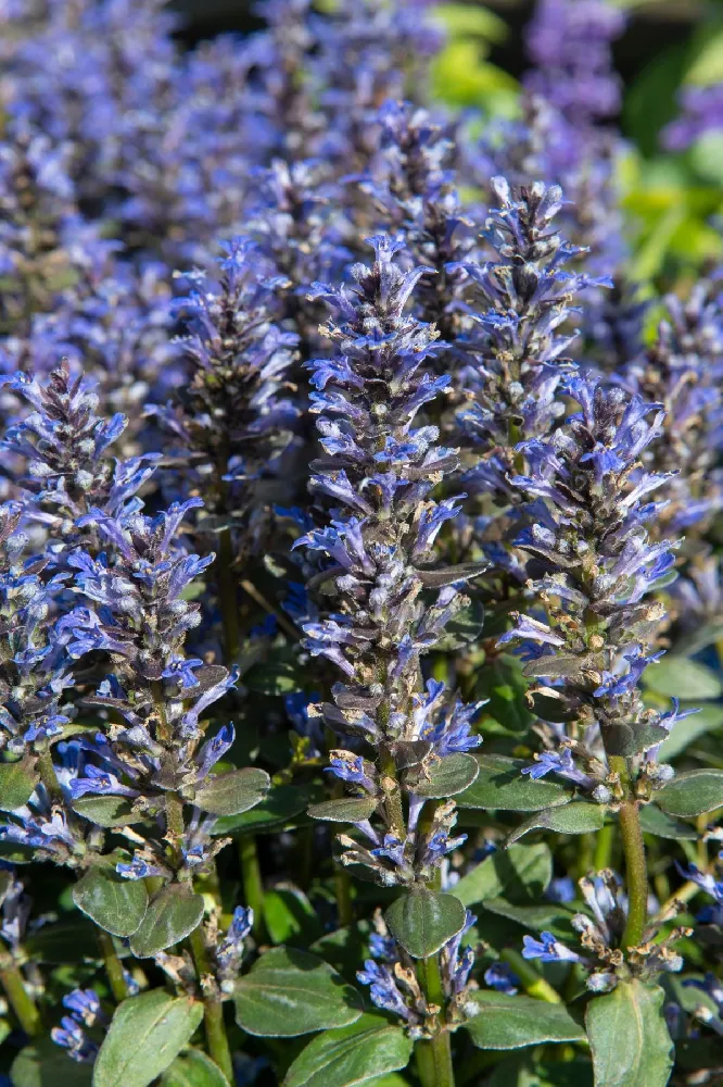 Chocolate Chip Ajuga Plant